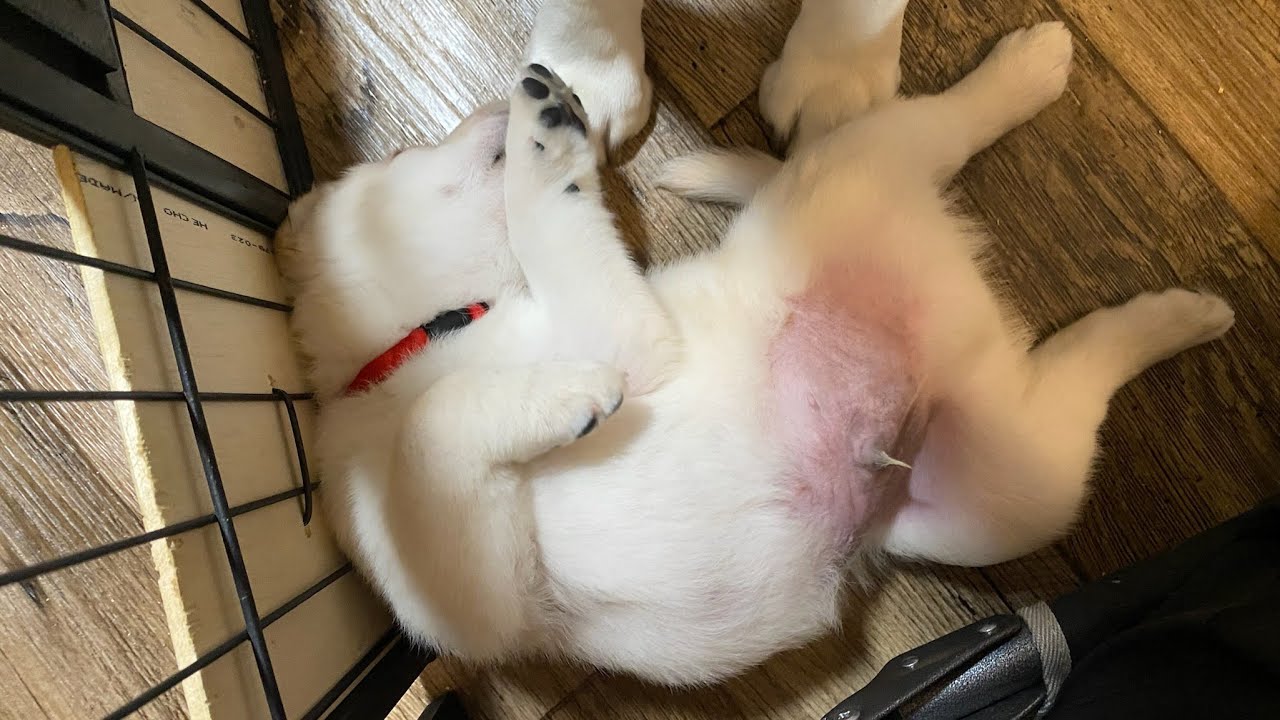 Livestream REPLAY: Frosty the Snowman & the Christmas Puppies Playing #cutepuppies #labrador #puppy