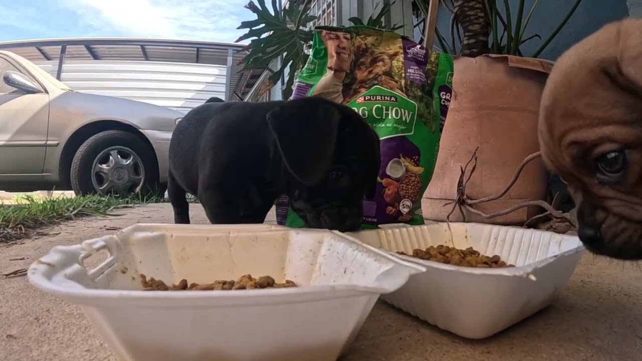 How puppies play - part 2