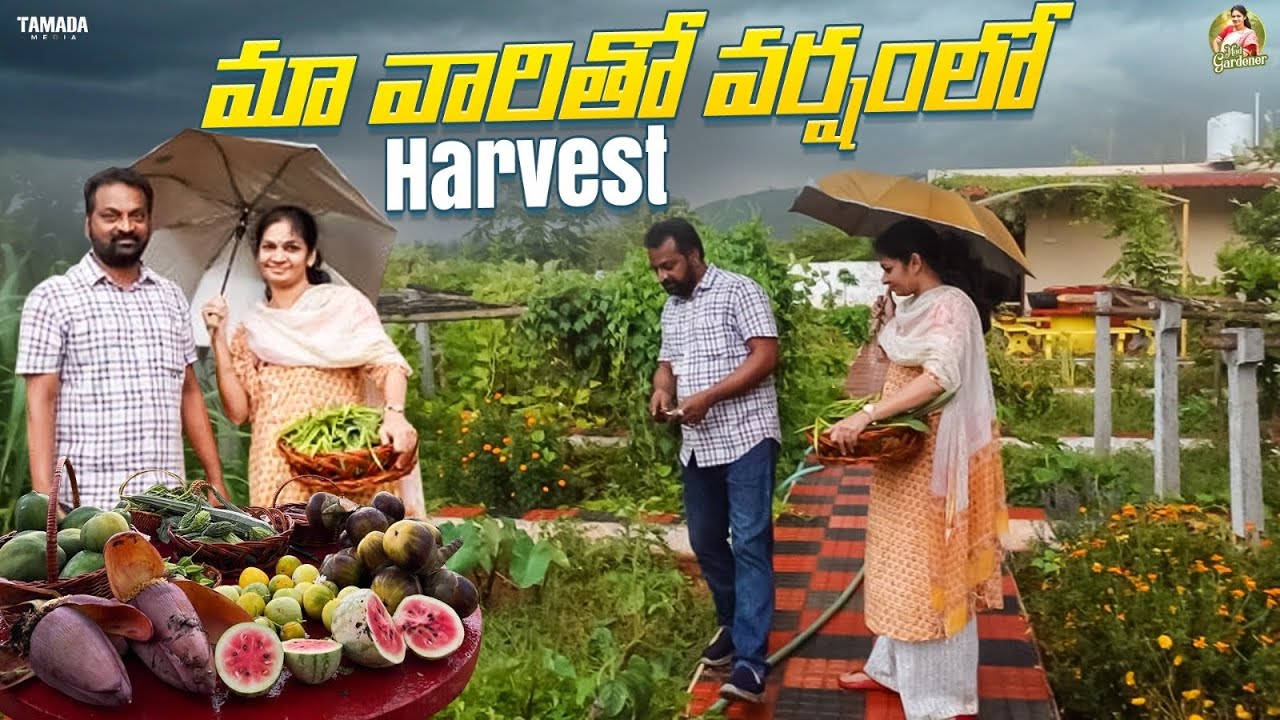 RainyDay Harvest/అనుకోని వర్షం ఆనందాన్ని తెచ్చింది . @MADGARDENER