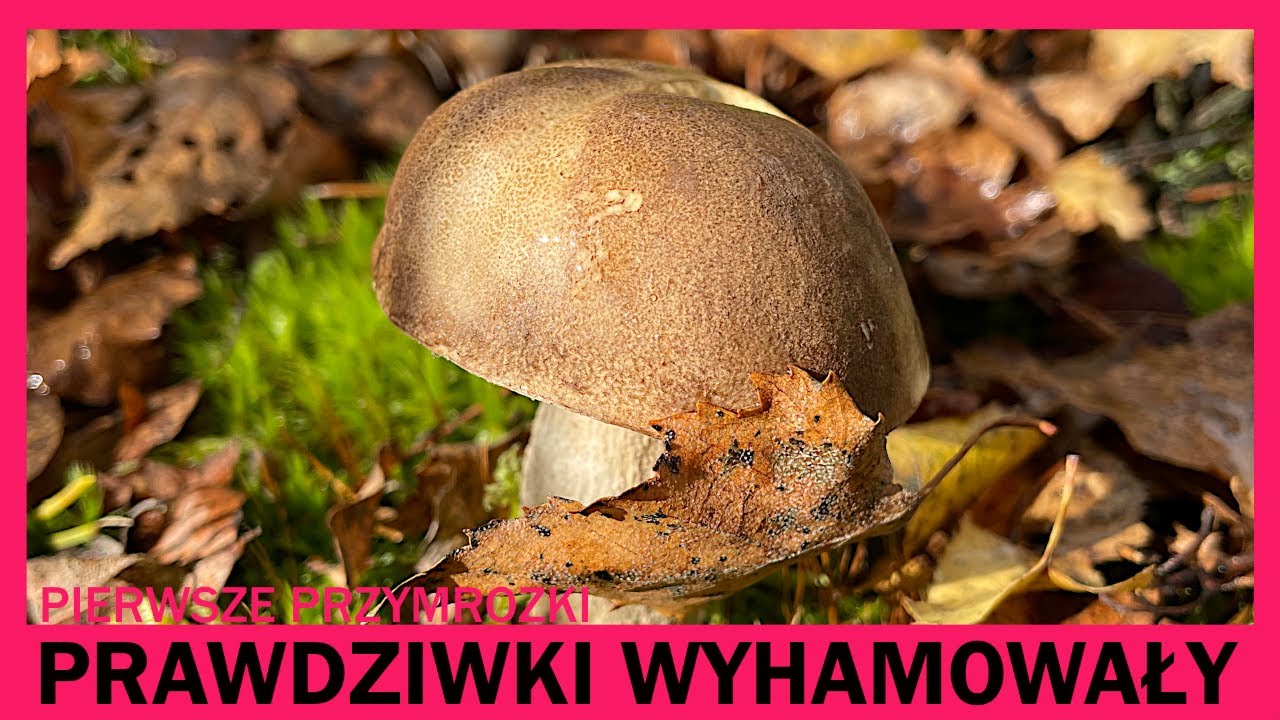 Prawdziwki wyhamowały po pierwszych przymrozkach