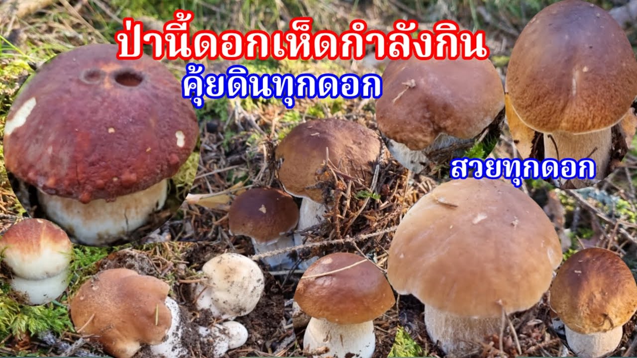 โห!เก็บเห็ดผึ้งหวานป่านี้คุ้มมากดอกสวย วีดีโอตกค้างยังไม่เคยปล่อย Porcini, mushroom 