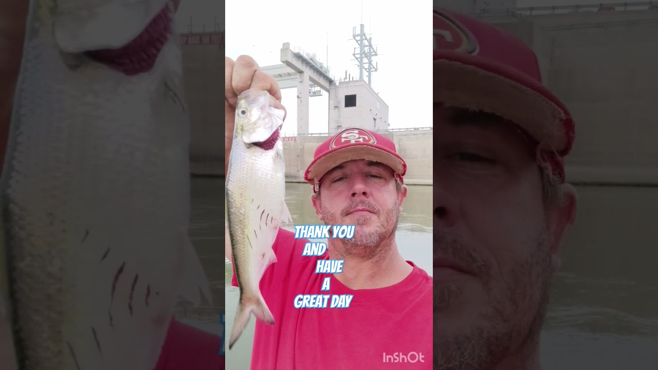 DO YOUR BEST AND YOU WILL NEVER FAIL (SKIPJACK HERRING)