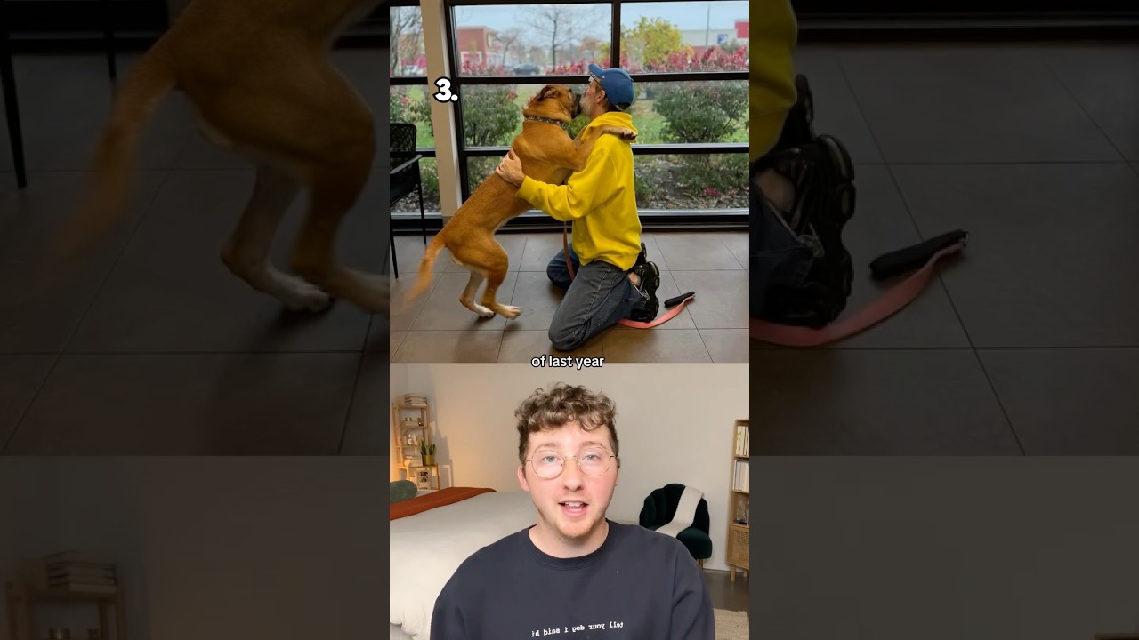 Top 5 Dog Reunions of All Time