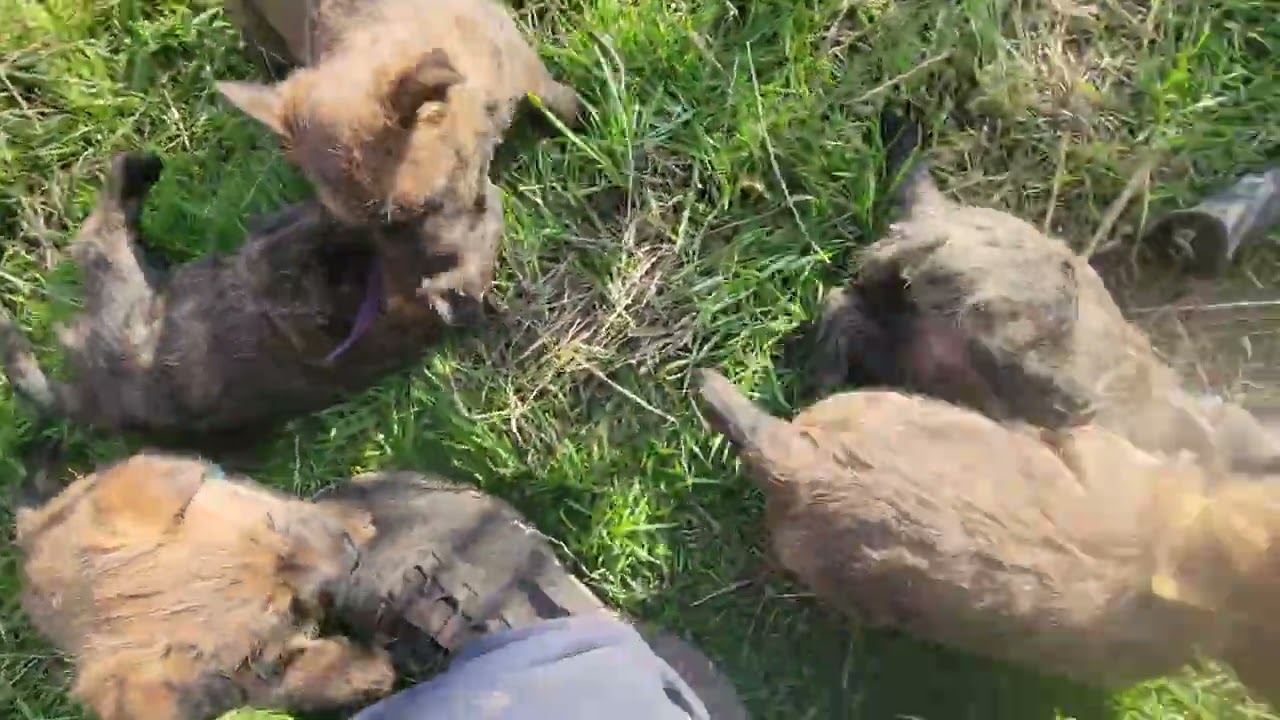 DanBar Cairn Terrier pups 5 weeks old tearing it up!