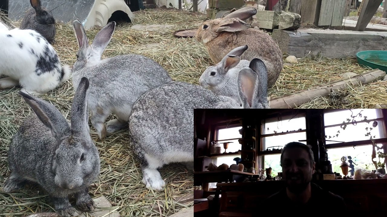 Free roaming rabbits does it work??