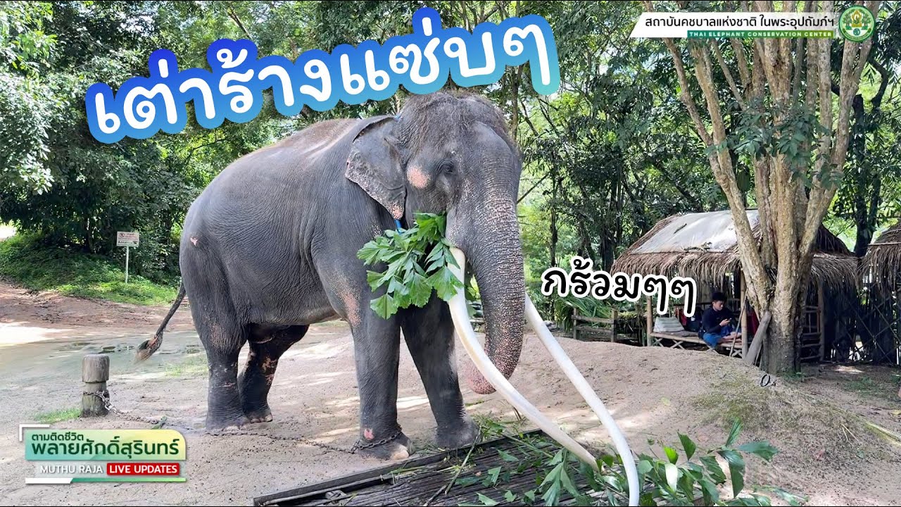 ตามติดชีวิต #พลายศักดิ์สุรินทร์ 2 ก.ย. 2568 หญ้าหมดก่อนเวลาแต่ยังหิวอยู่ ก็ต้องแอบเติมด้วยเต่าร้าง