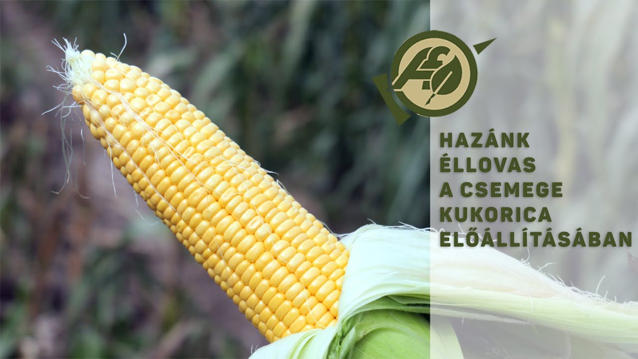 Hazánk éllovas a csemege kukorica előállításában