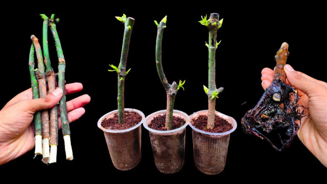 How to grow mango plant from cutting Fast | using Rooting Hormone