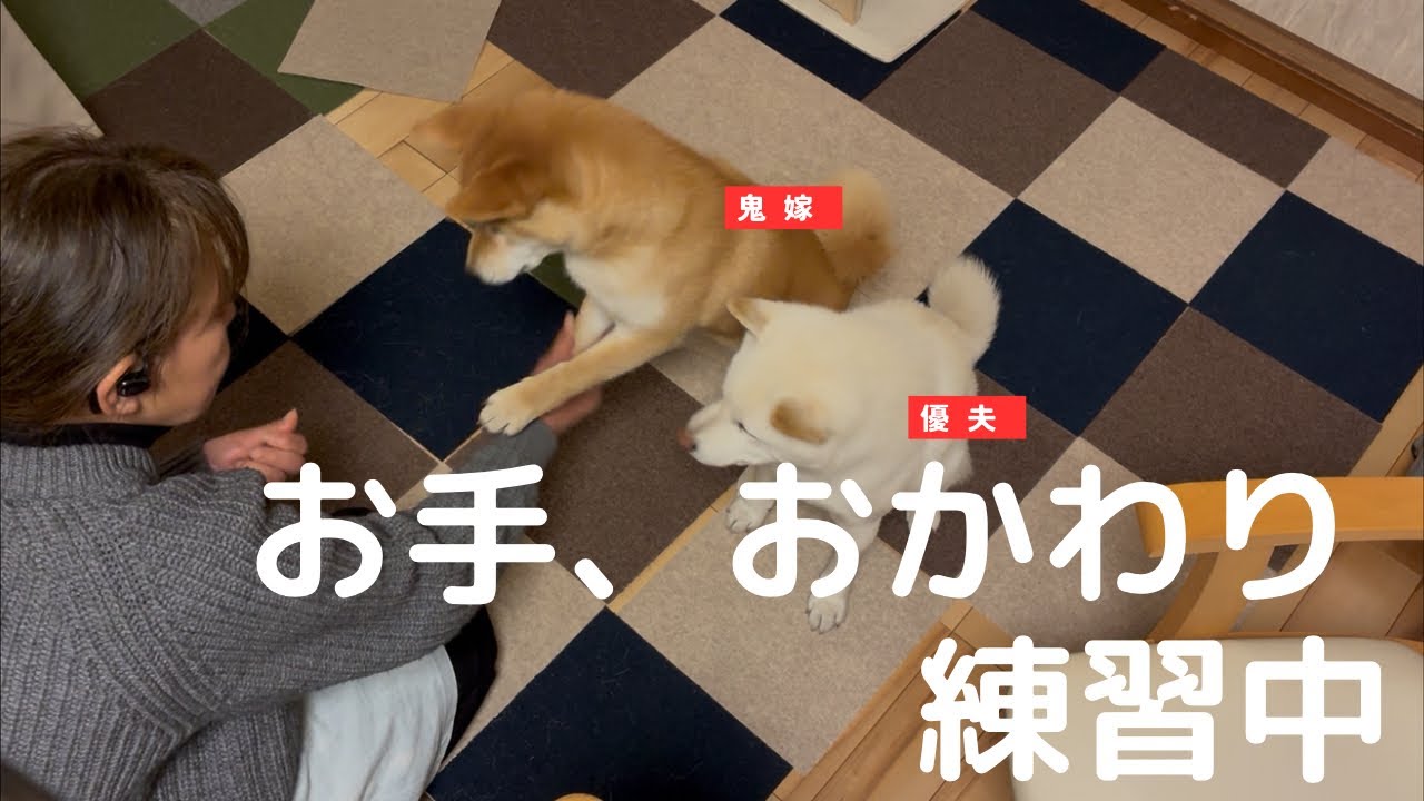 お手、おかわり練習中#柴犬＃白柴＃赤柴＃ご飯#散歩＃ヤンチャガール ＃多頭飼い＃犬のいる生活＃癒し＃可愛い#楽しい1日#6ヶ月＃5才＃鬼嫁＃優夫#あそび#日向ぼっこ#犬バカ