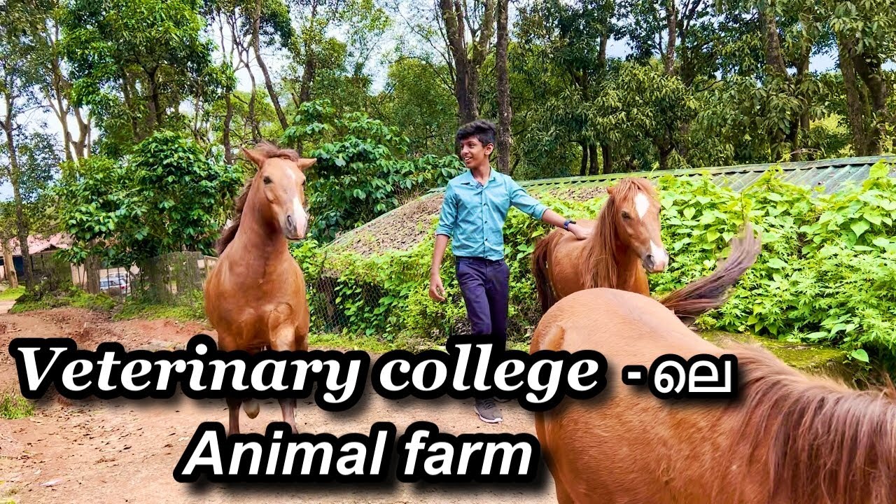 Animal Farm In Veterinary College At Wayanad