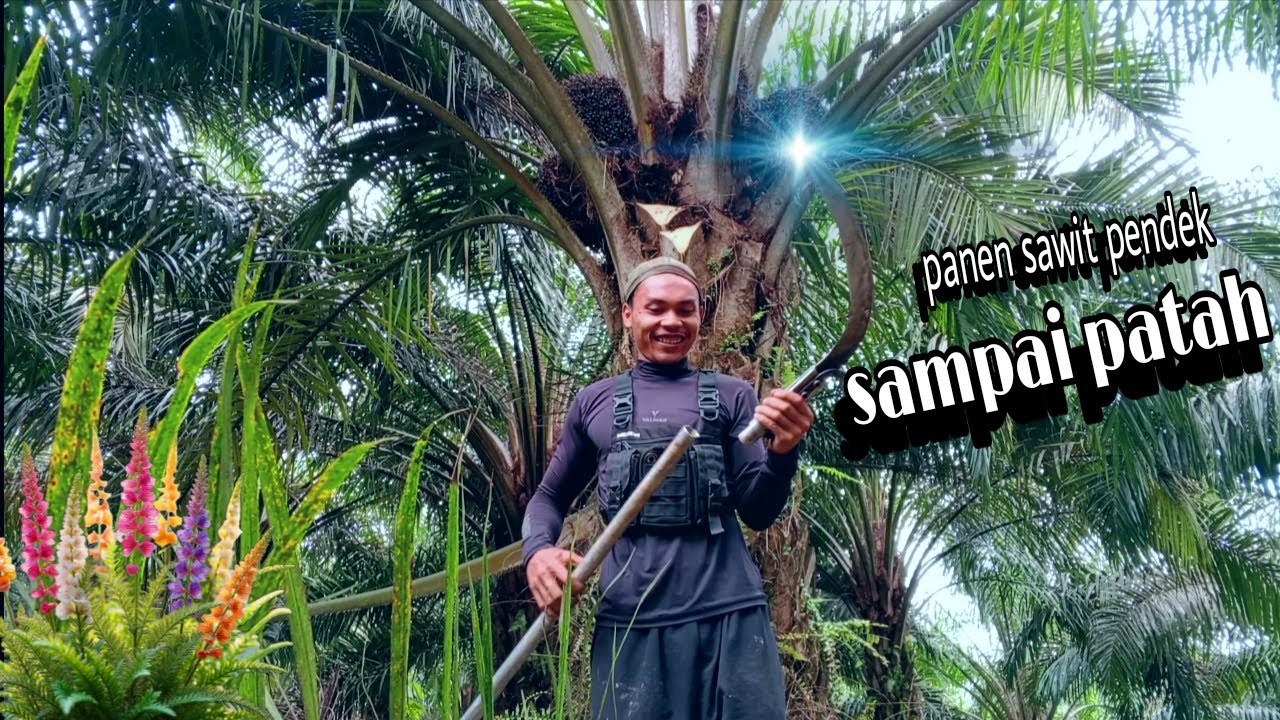 Keistimewaan holder kolongan saat panen sawit 