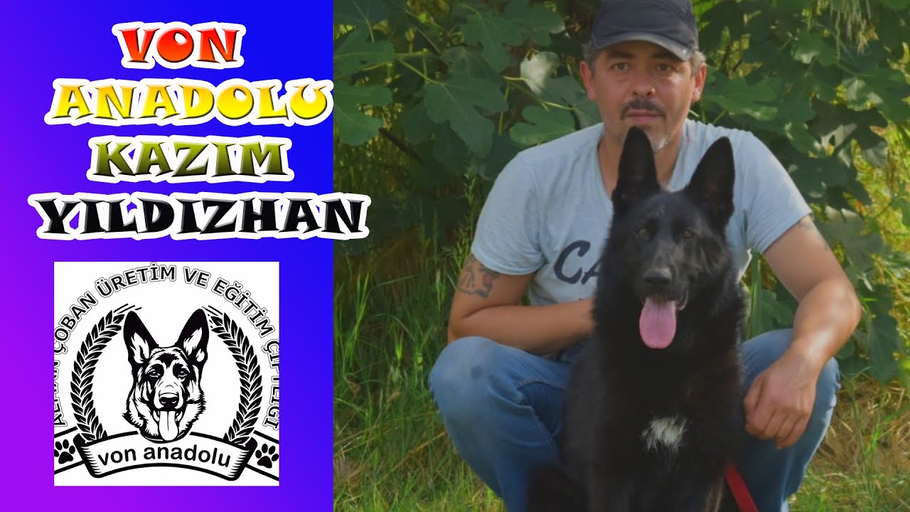 MAHALLE İÇİNDE 11 KÖPEK - KAZIM YILDIZHAN'IN ALMAN KURTLARI