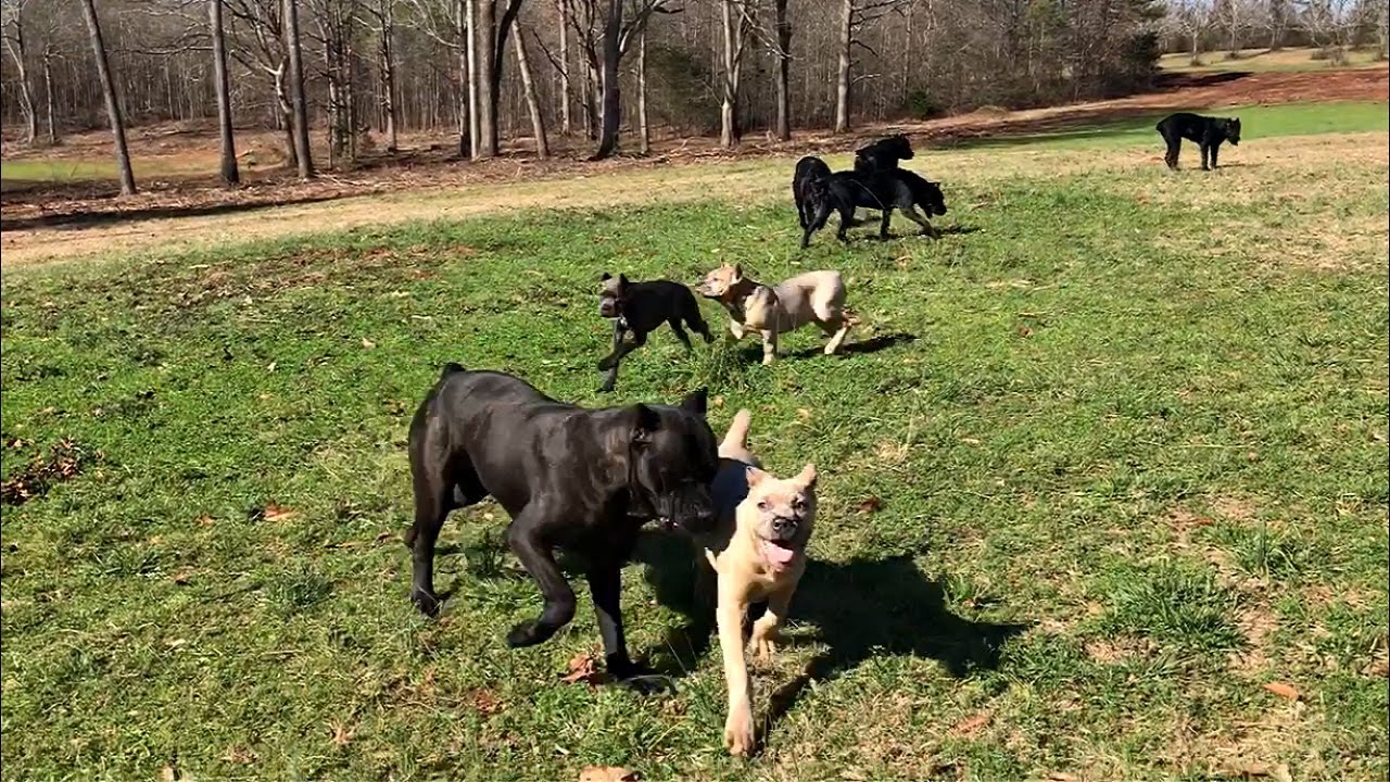 Now we have 8 Cane Corsos running on our 90-acre estate!
