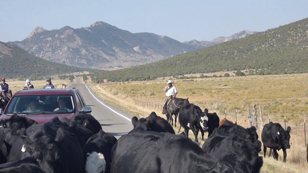 Highway Cattle Drive