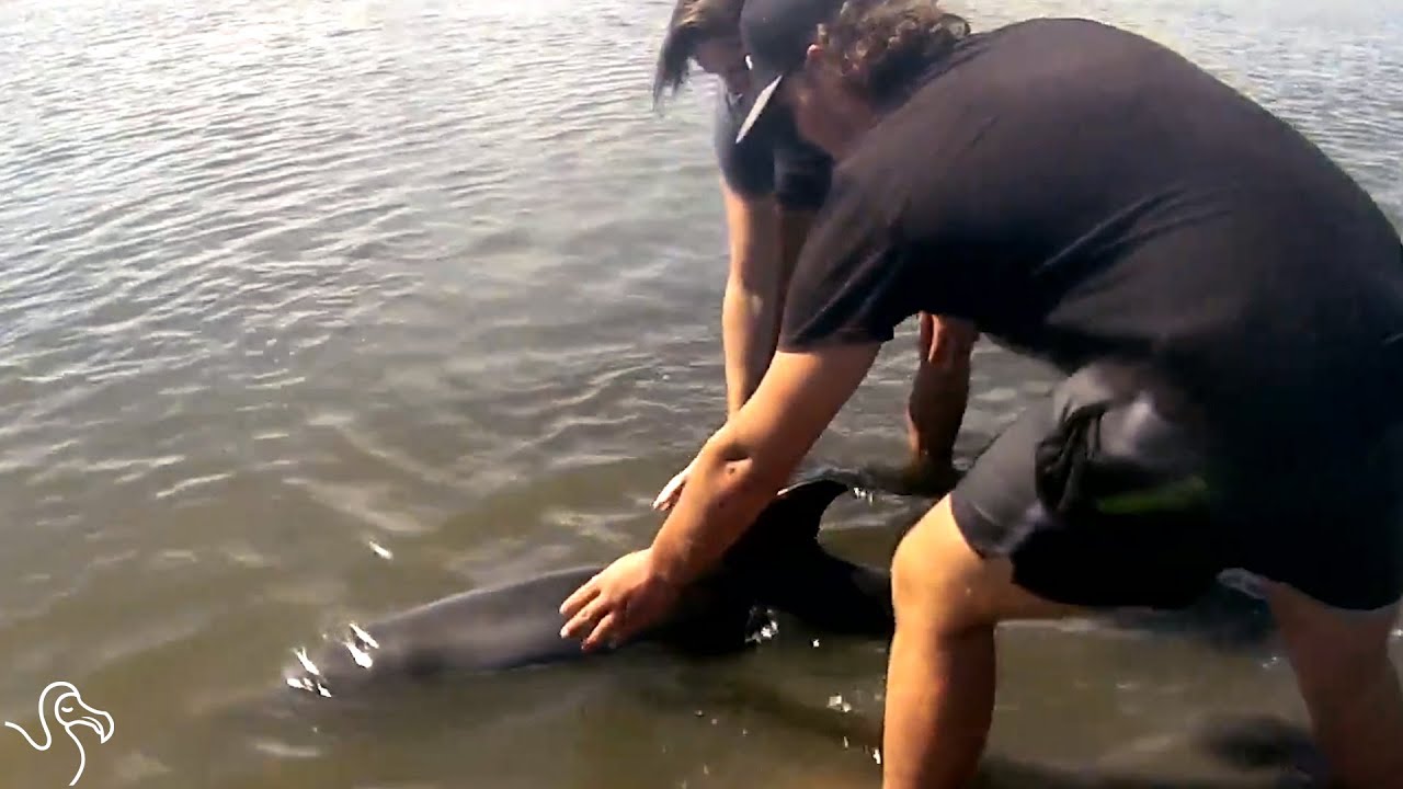 Teenagers Find Stranded Dolphin And Stop Everything To Help Him