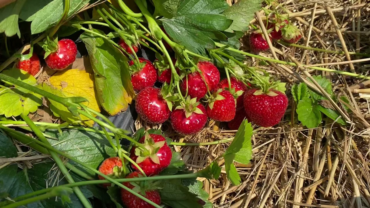 PANEN STRAWBERRY JUMBO MELIMPAH DI JERMAN