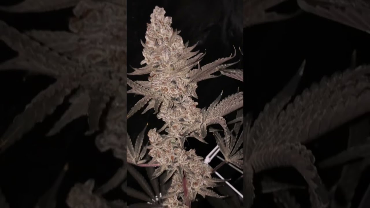 INSANE Yield💎-One Plant organic grow with living soil