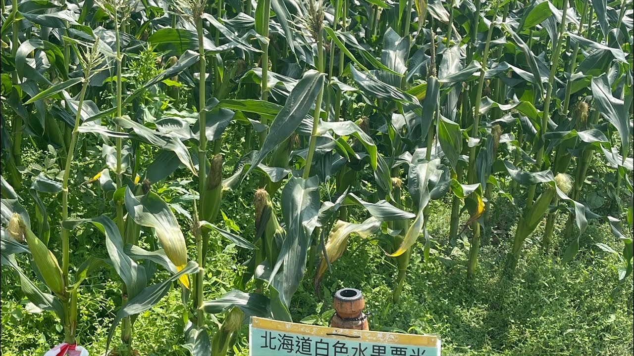 Kaka G is live! Corn farm #viral #youtube #shorts