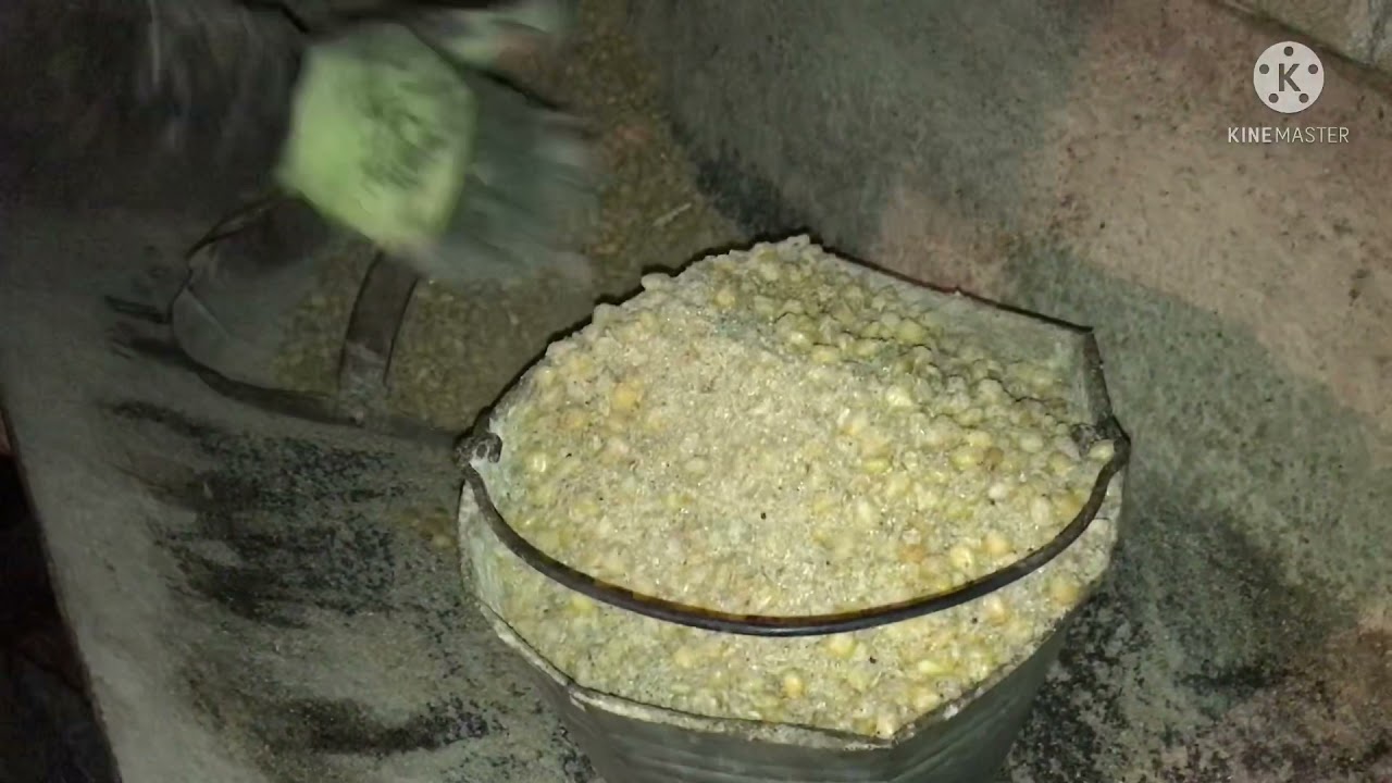 Бордақы қойға жем беру