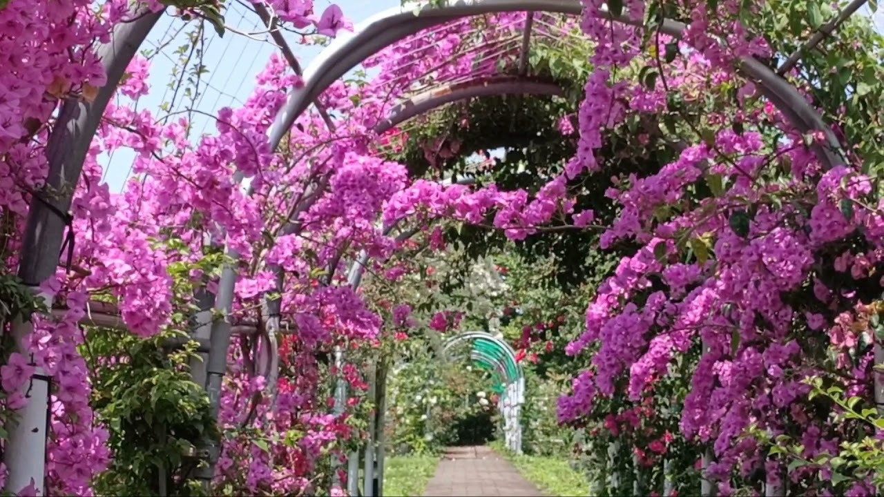 Daxi Flower Ocean Farm Ranch ( Taiwan tourist guide)