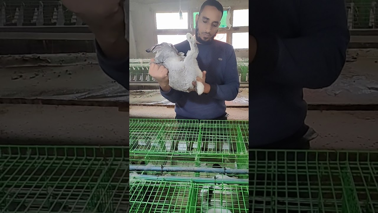 أفضل سلالات من الفتح لبطاريات الارانب ت/01065741676