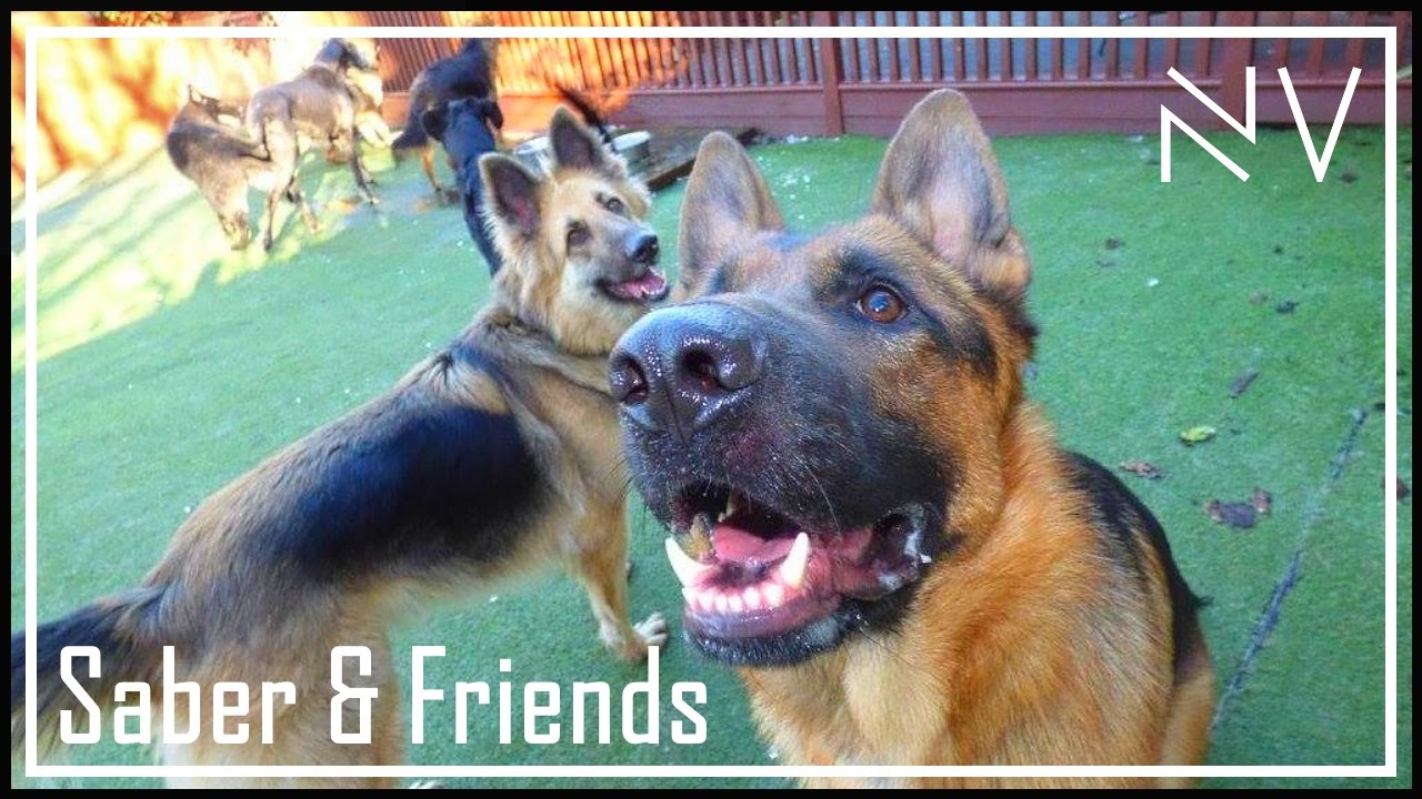 Saber & Friends | NerdVlog