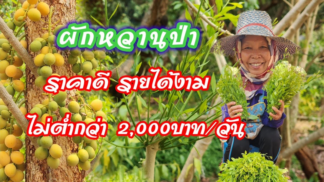 คุณยายปลูกผักหวานป่า​ 3 ไร่!! นึกว่าจะไม่ได้ขาย.. ที่ไหนได้รายได้ดีมาก​ ไม่ต่ำ​ 2,000 บาทต่อวัน