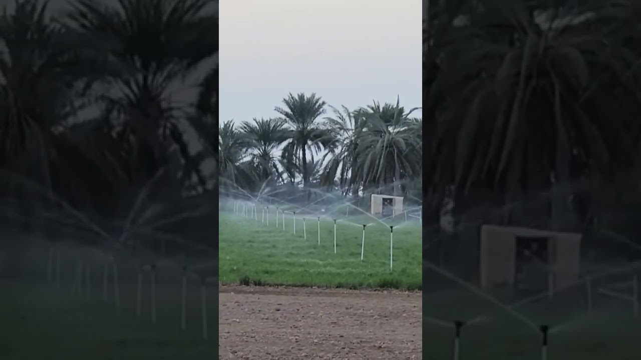 Sprinkle Irrigation System for Rhodes Grass