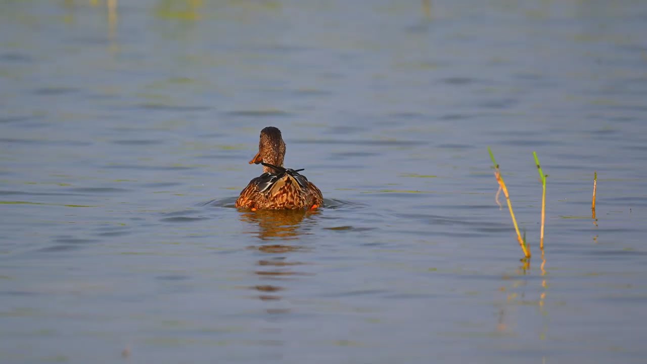 NORTHERN SHOVELER, MIGRATORY BIRD,