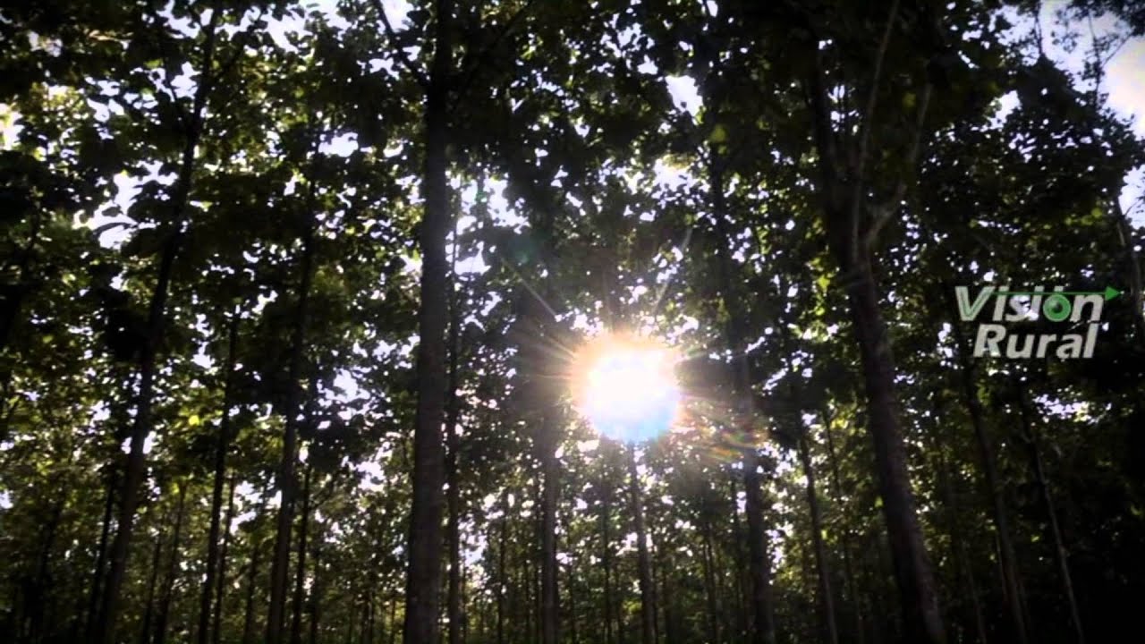 PROBOSQUE 1