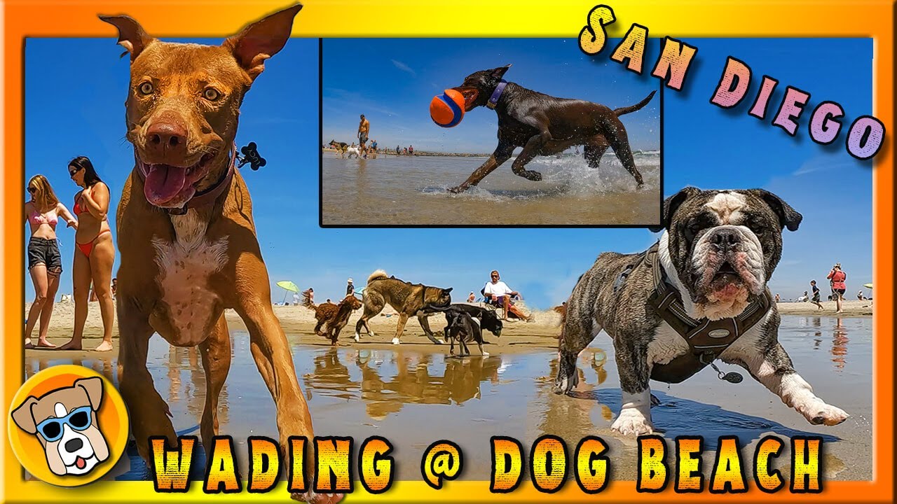 Wading in Surf on Early Spring Day at DOG BEACH 🌴⛱️ | Ocean Beach near San Diego | Full Episode 4K