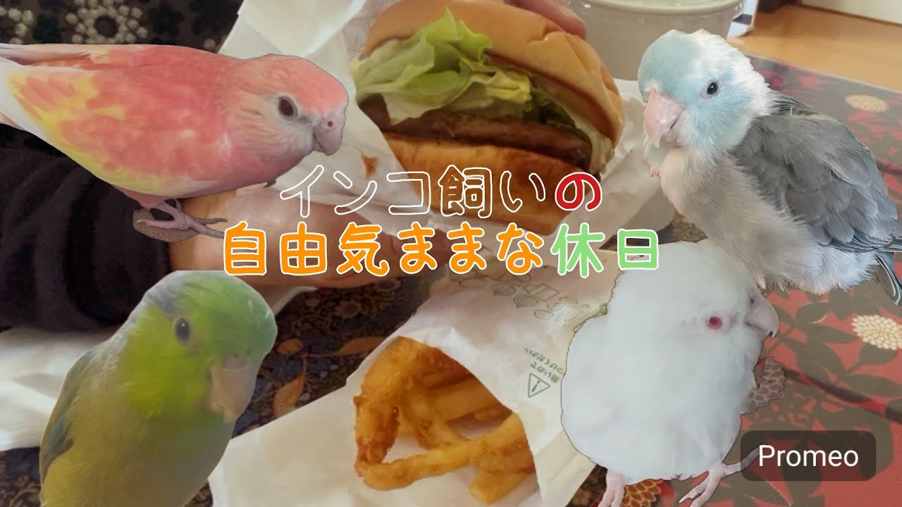 インコ飼いの自由気ままな休日♪