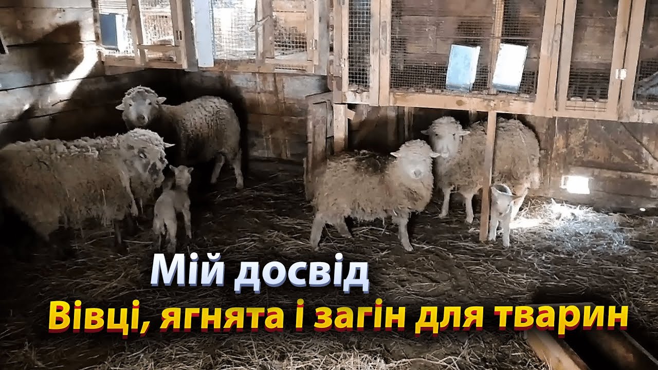 Вівці, ягнята і загін для тварин - мій досвід