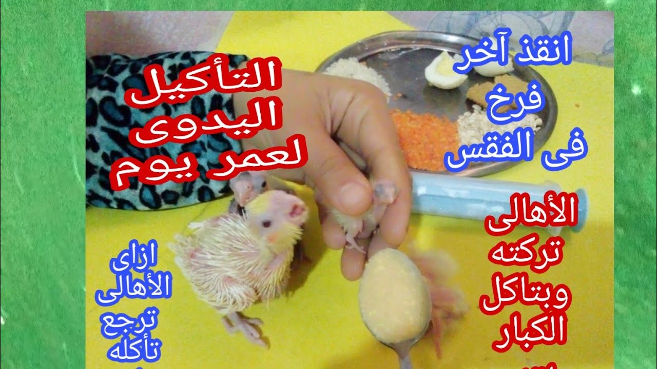 انقاذ آخر فرخ كوكتيل لا تأكله الأهالى  واسهل تأكيل يدوى لعمر يوم وعشرين يوم مع خلطة تأكيل يدوى🥣🥗🐣🐦