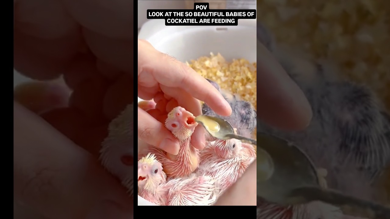 The Most Beautiful Baby Cockatiel Eats From a Spoon.
