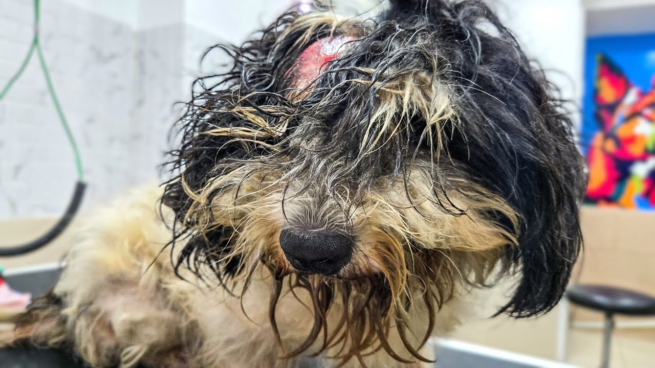 Severely Matted Dog Gets Emergency Groom | Shocking Transformation