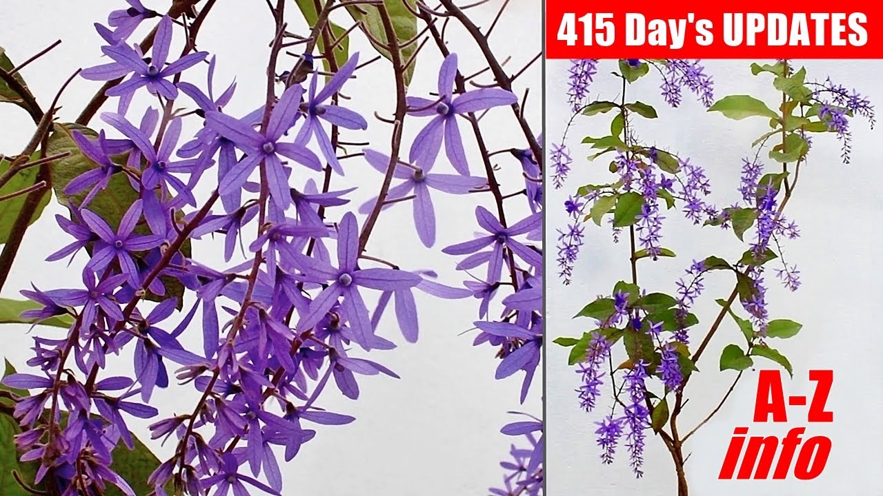 LOVELY Sandpaper Vine - Know How To GROW & CARE [With UPDATES]