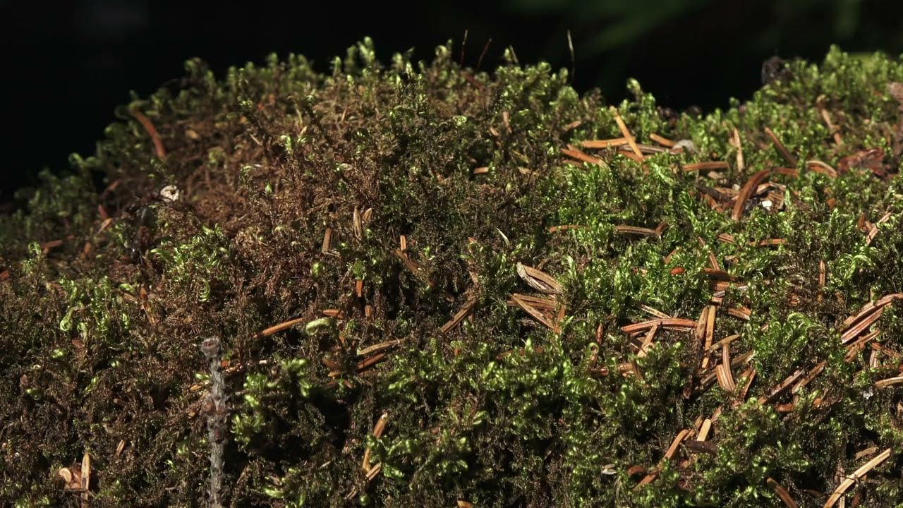 4K 1 Hour video of Ants