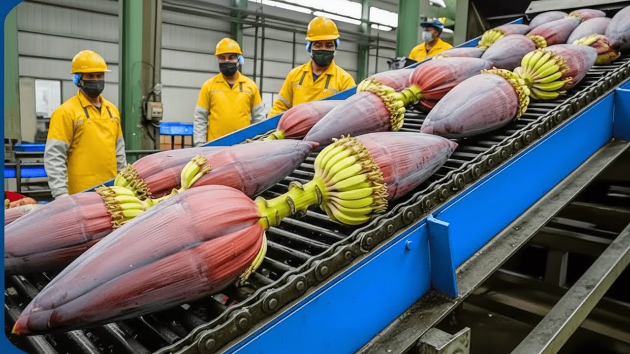 Inside a Rough, Old-School Banana Blossom Processing Factory You’ve Never Seen Before (Full Process)