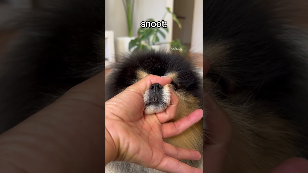 Cute tricks I taught my dog 🤗 #pomeranian #dog