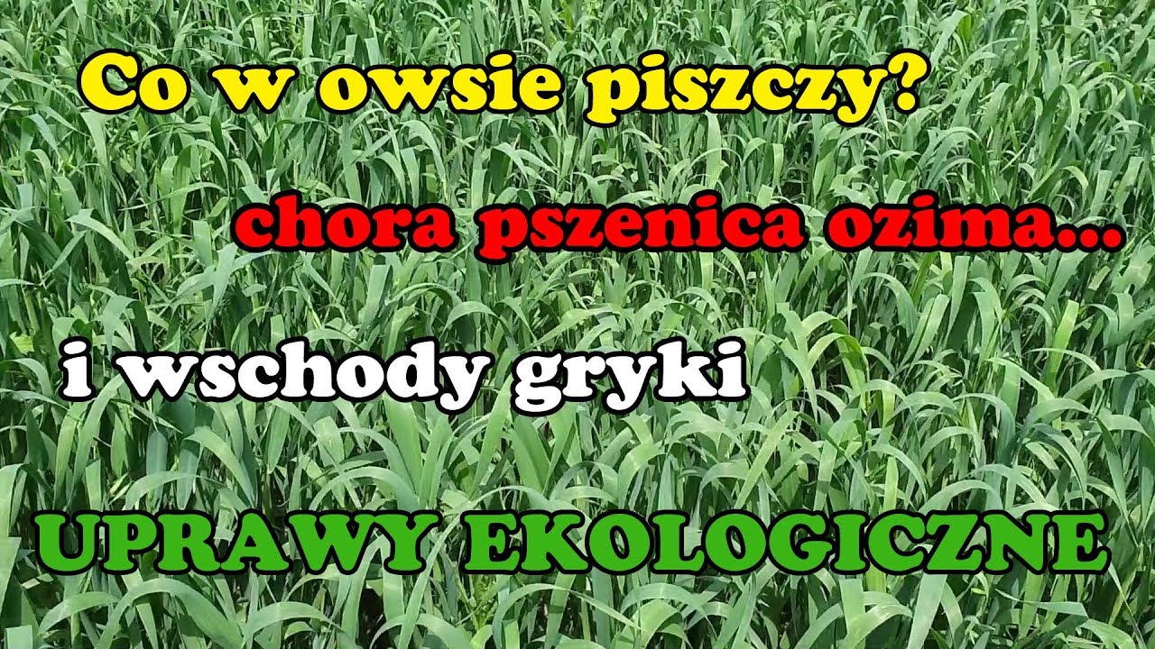 Co ten owies? szybki spacer po plantacjach | Szlakiem Rolnika
