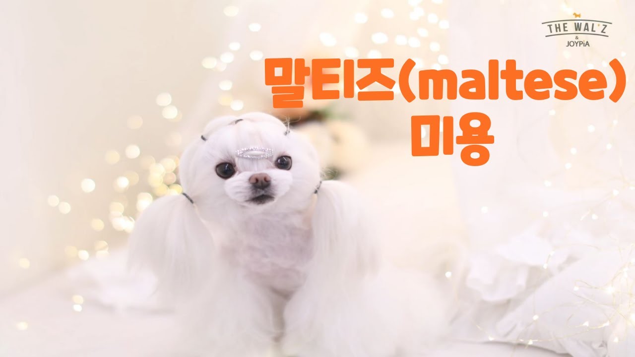 애견미용 말티즈 #Korean style grooming maltese