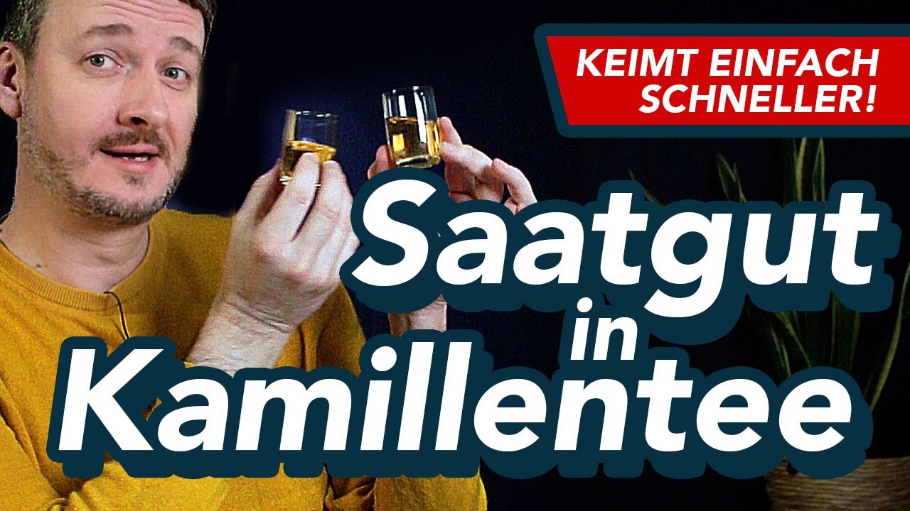 Saatgut in Kamillentee einweichen: So machen es die Profis!