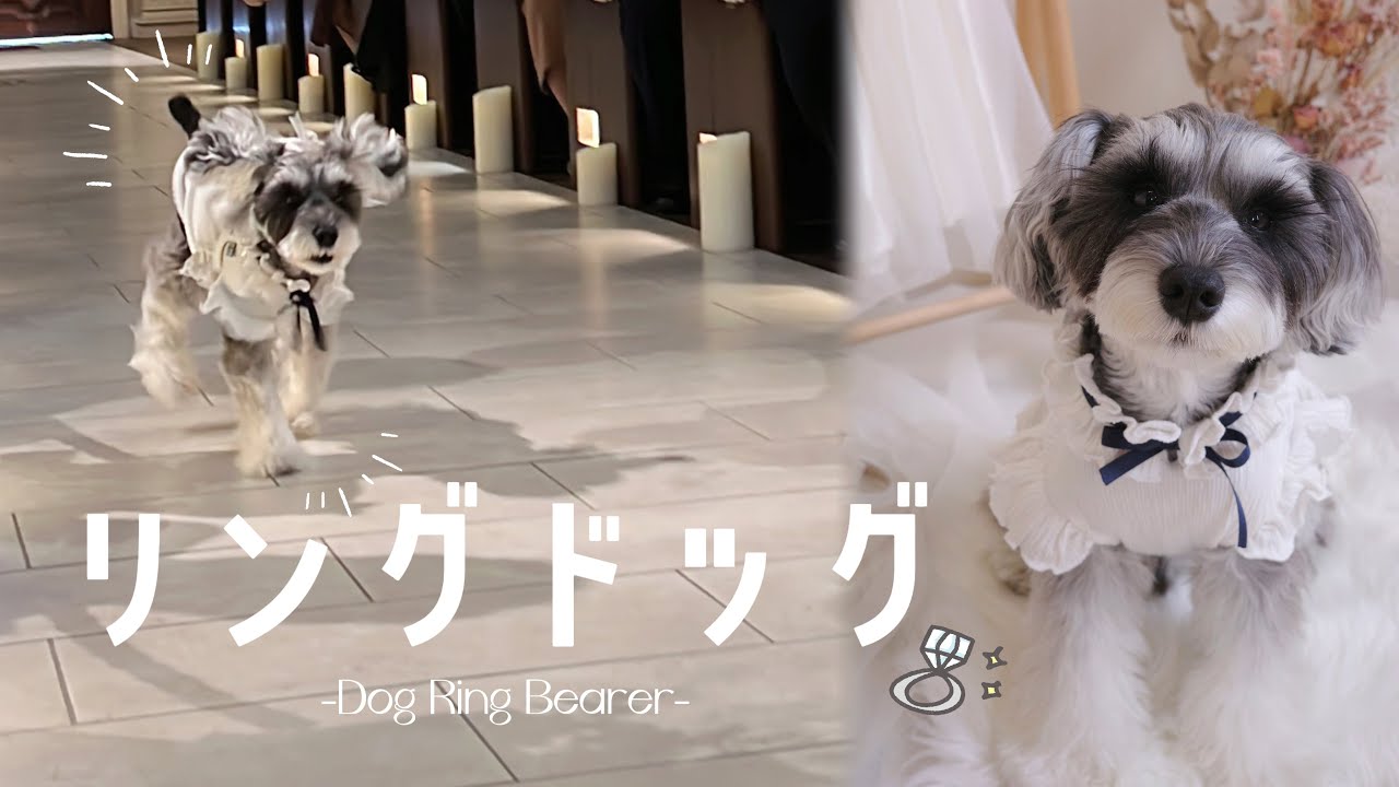 【結婚式】服を着ると固まる愛犬がリングドッグに挑戦💍まさかの展開に感動😭