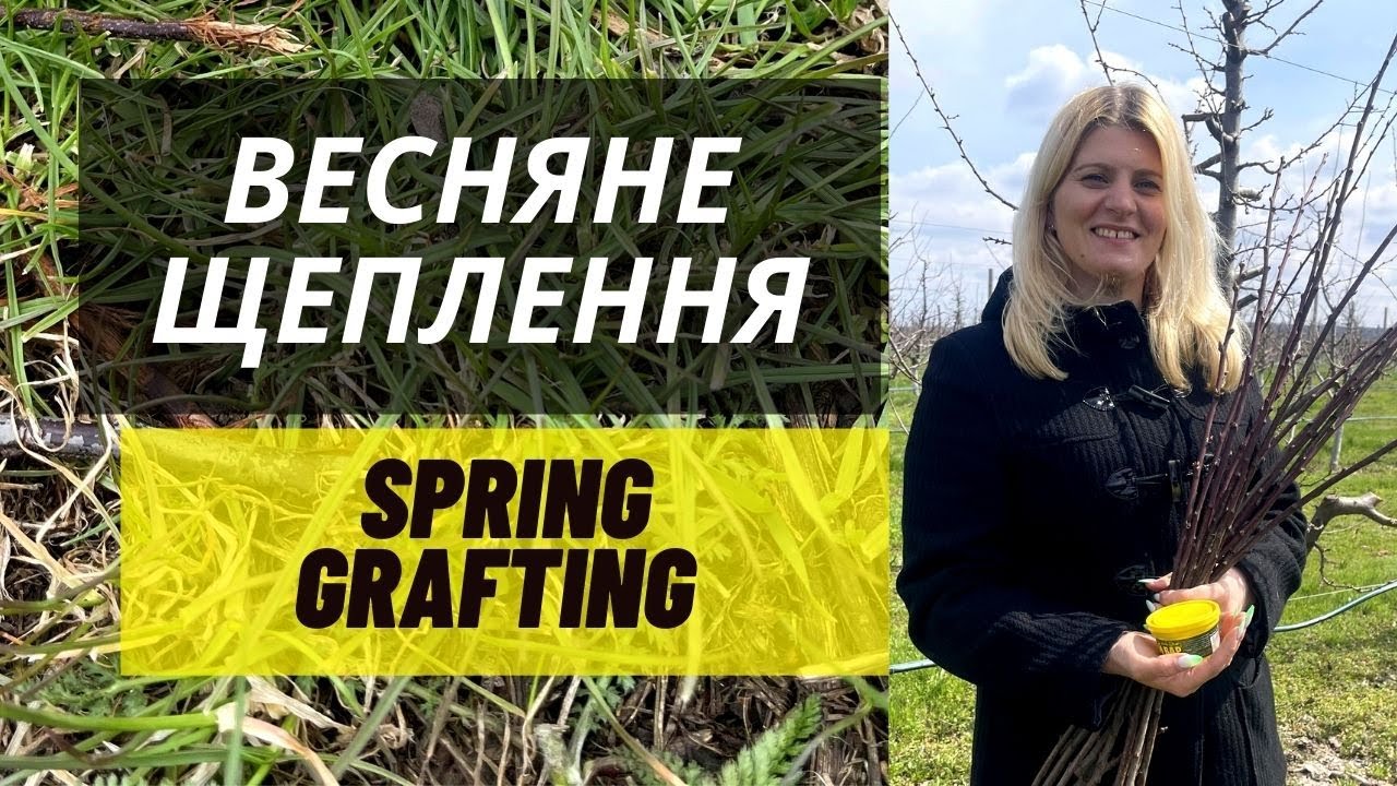 Весенняя прививка / перепрививка плодовых : в приклад, в расщеп, за кору, улучшенная копулировка