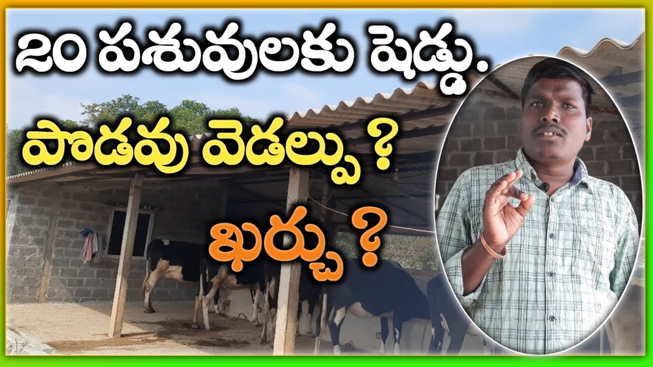 20 ఆవుల కోసం షెడ్డు నిర్మాణం|shed for 20 cows|shed for dairy farm in telugu |mallesh adla |