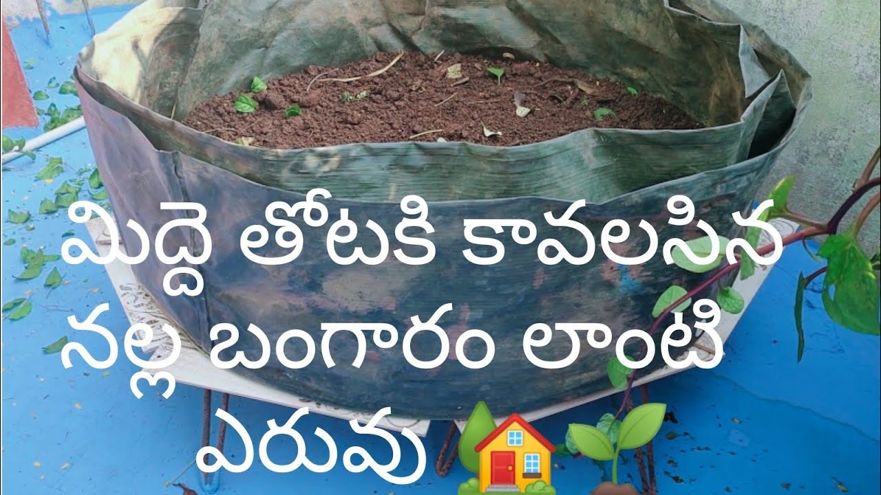 నేను 35 Years నుండి నల్ల బంగారం ఎరువు తోనే మిద్దె తోట పంటలు//శ్రమ,ఖర్చు లేని విధానం//Total guide