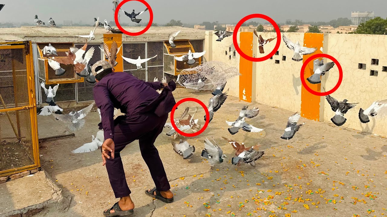 500 kabutaron ke larai karwa kar 6 kabutaro ko toli mein laga liya or phir kia hua😱😳