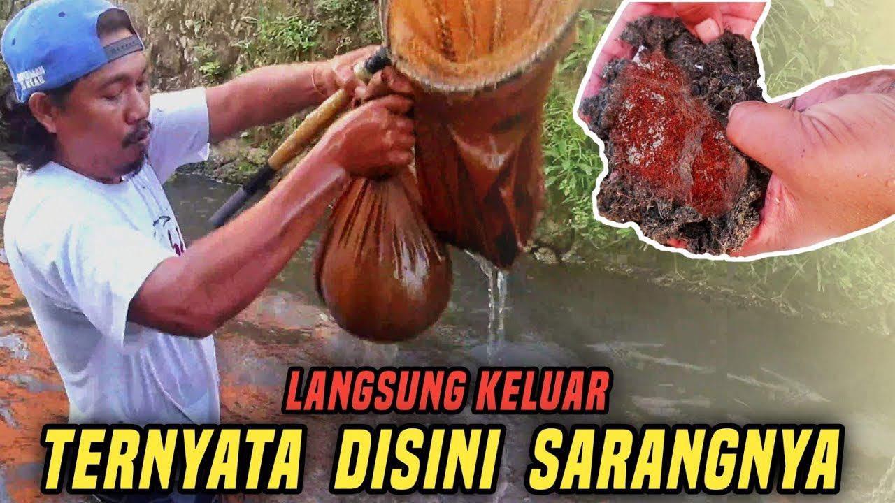 CARA MENCARI CACING SUTRA DARI LUMPUR GOT || PAKAN CUPANG