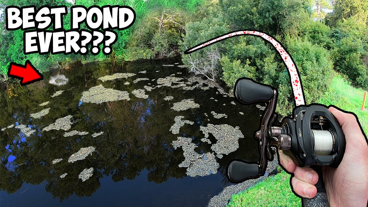 Ловля окуня на самом известном пруду в Интернете!!! (ЭПИЧЕСКАЯ ЛОВЛЯ ОКУНЯ НА ПРУДУ)